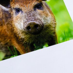 Kunstplakater med tryk