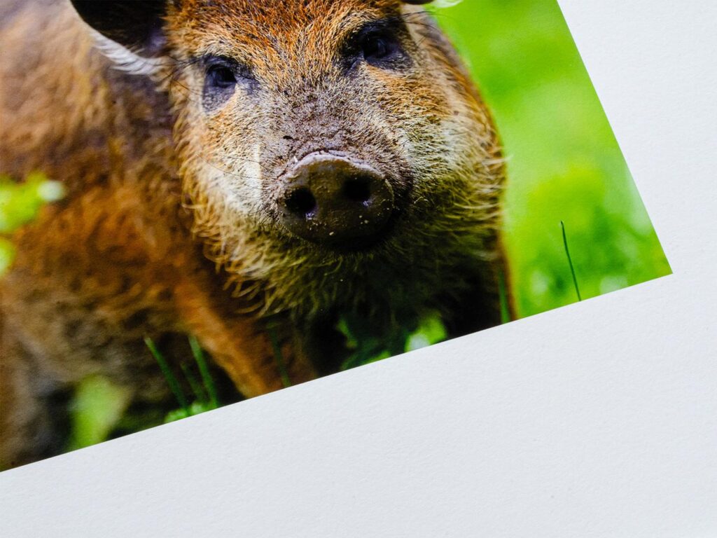 Prints på matt fotopapir