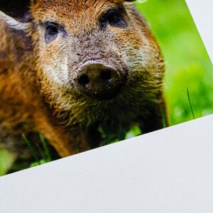 Prints på matt fotopapir