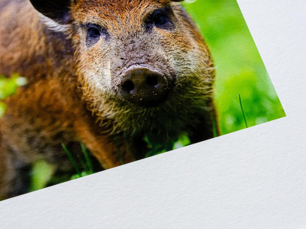 Prints på Velvet eller FineArt papir